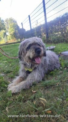 Benny -  - Bild 2