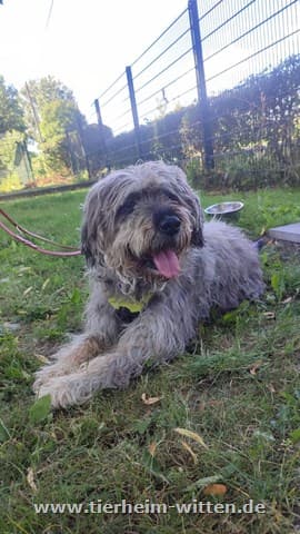 Benny -  - Bild 1
