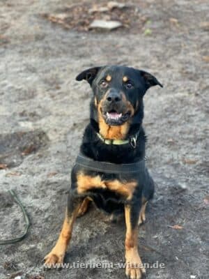 Chicco - Rottweiler - Bild 2