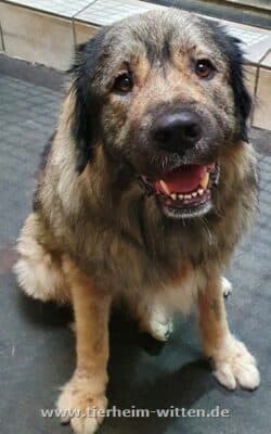 Hades - Deutscher Schäferhund - Bild 2