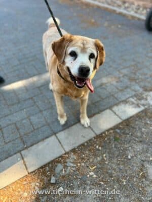 Jaques - Labrador Retriever - Bild 2