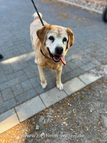 Jaques - Labrador Retriever - Bild 1