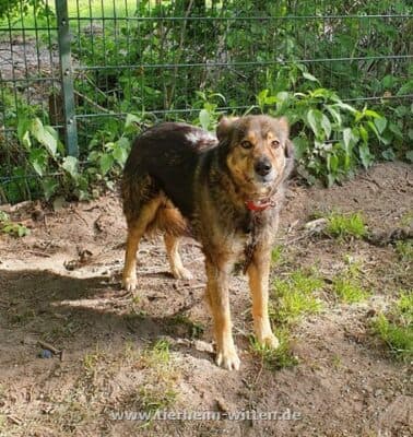 Lando - Border Collie - Bild 2