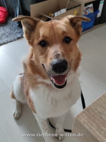 Border Collie-Mix Lupo