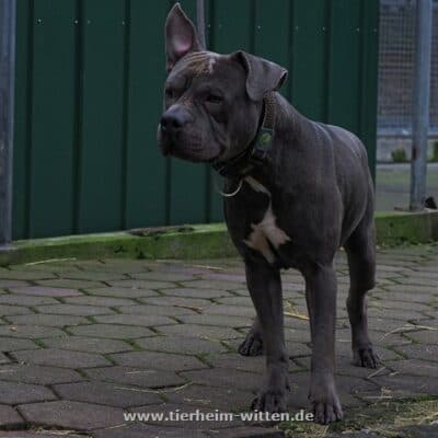 Marvis - American Staffordshire Terrier - Bild 2