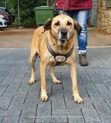 Merle -  - Bild 2