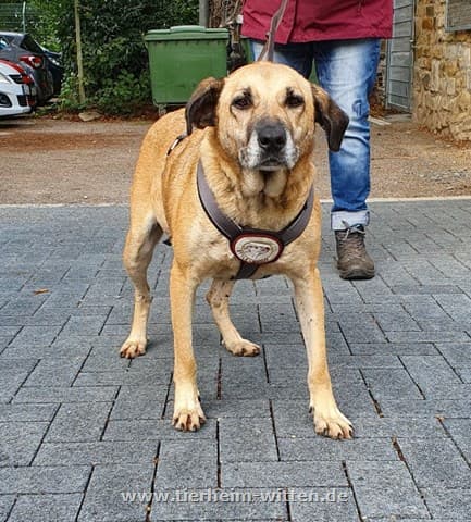 Merle -  - Bild 1