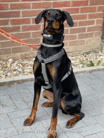 Mirza - Dobermann - Bild 1