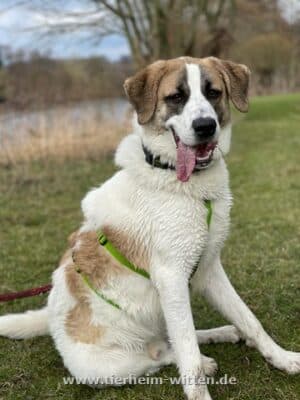 Oscar -  - Bild 2