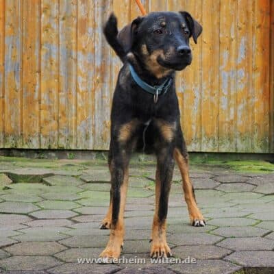 Timon -  - Bild 2