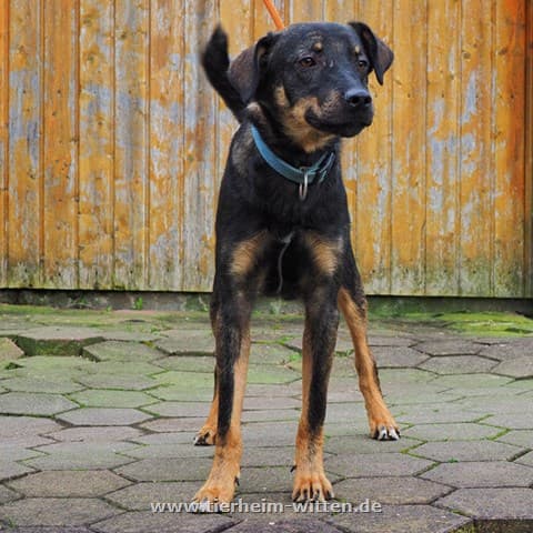 Timon -  - Bild 1