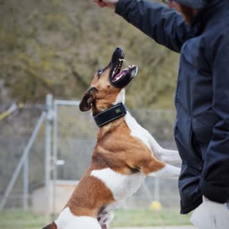 Rudi - Foxterrier Drahthaar - Bild 13