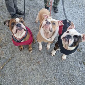 Tom - Englische Bulldogge - Bild 2