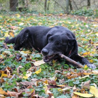 Neo - Labrador Retriever - Bild 7