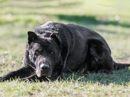 Felix - Shar-Pei - Bild 1