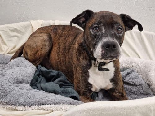 Buddy - American Staffordshire Terrier - Bild 1