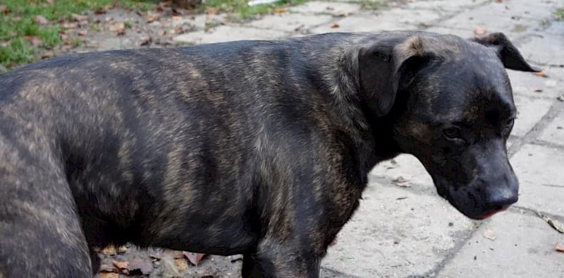 Paul - Französische Bulldogge, Deutscher Boxer - Bild 2