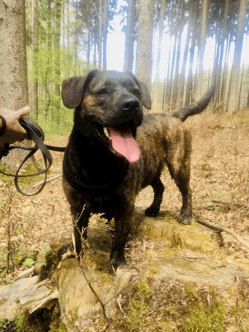 Paul - Französische Bulldogge, Deutscher Boxer - Bild 4