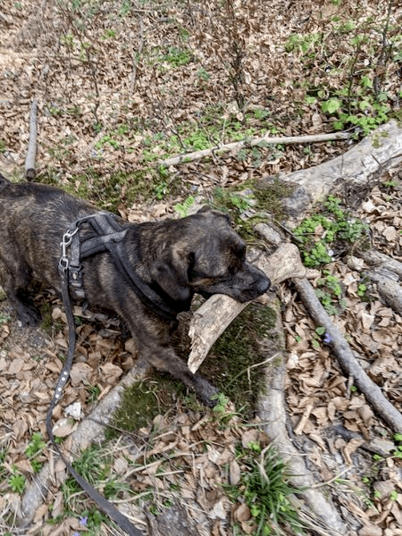 Paul - Französische Bulldogge, Deutscher Boxer - Bild 5