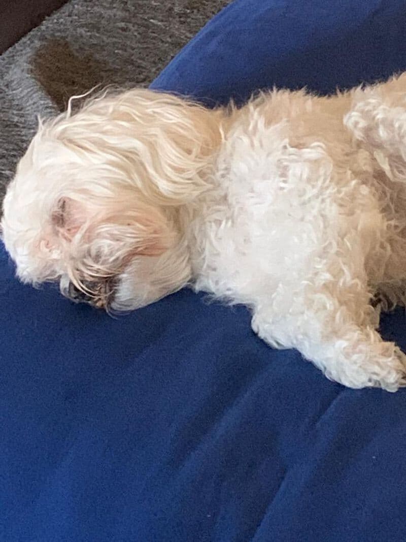 Pako -  - Bild 3
