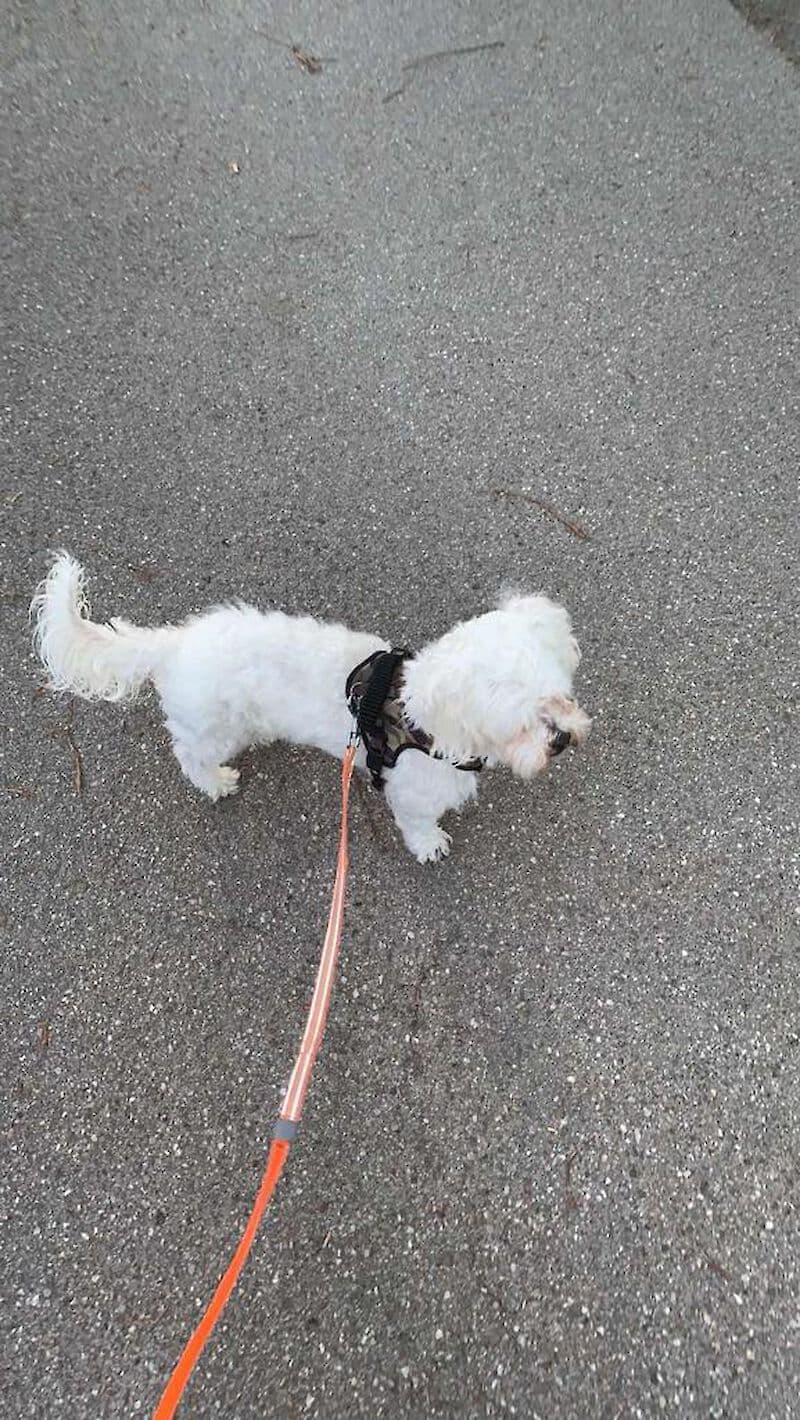 Pako -  - Bild 15