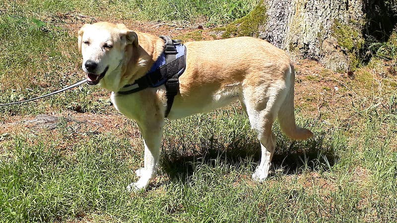 Nina - Labrador Retriever - Bild 3