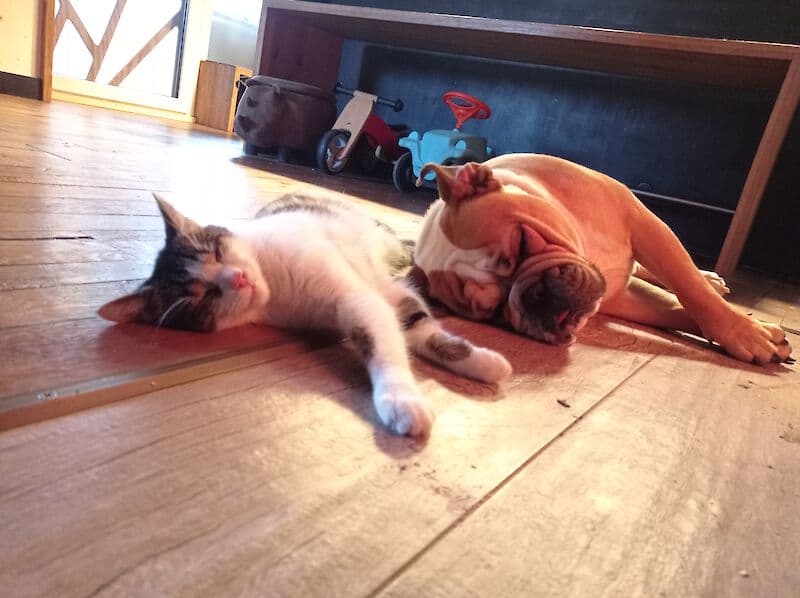Ben - Englische Bulldogge, Mops - Bild 3