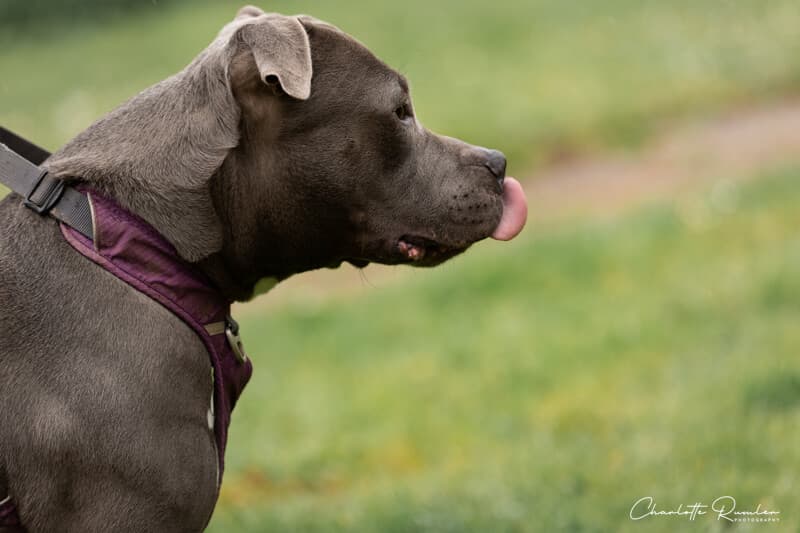 Nala - American Staffordshire Terrier - Bild 2