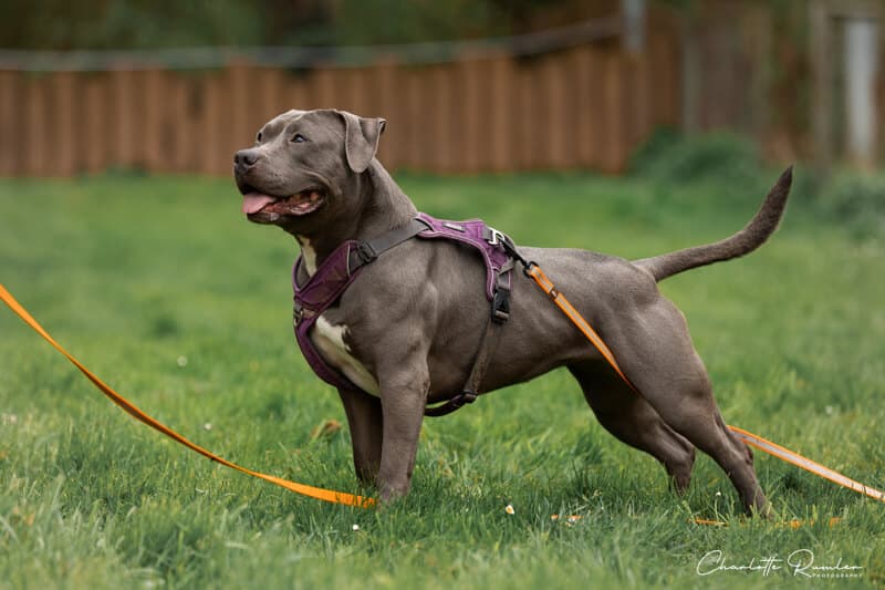 Nala - American Staffordshire Terrier - Bild 3