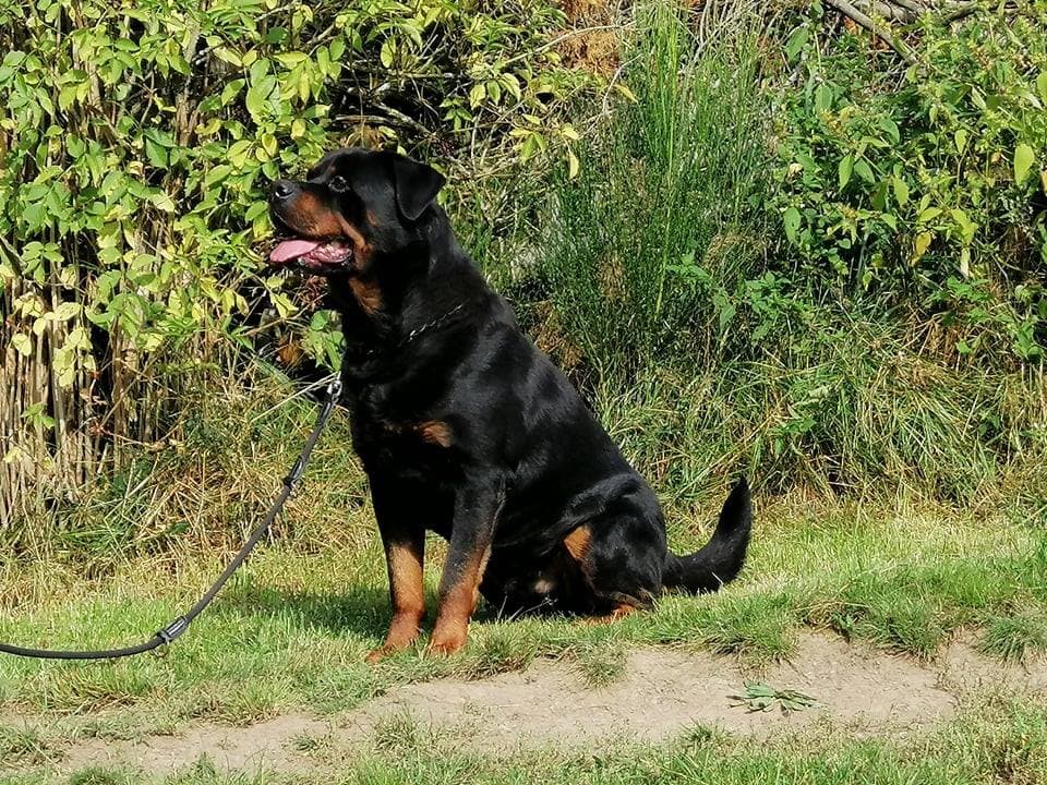 Rottweiler Sylvia Kaproth