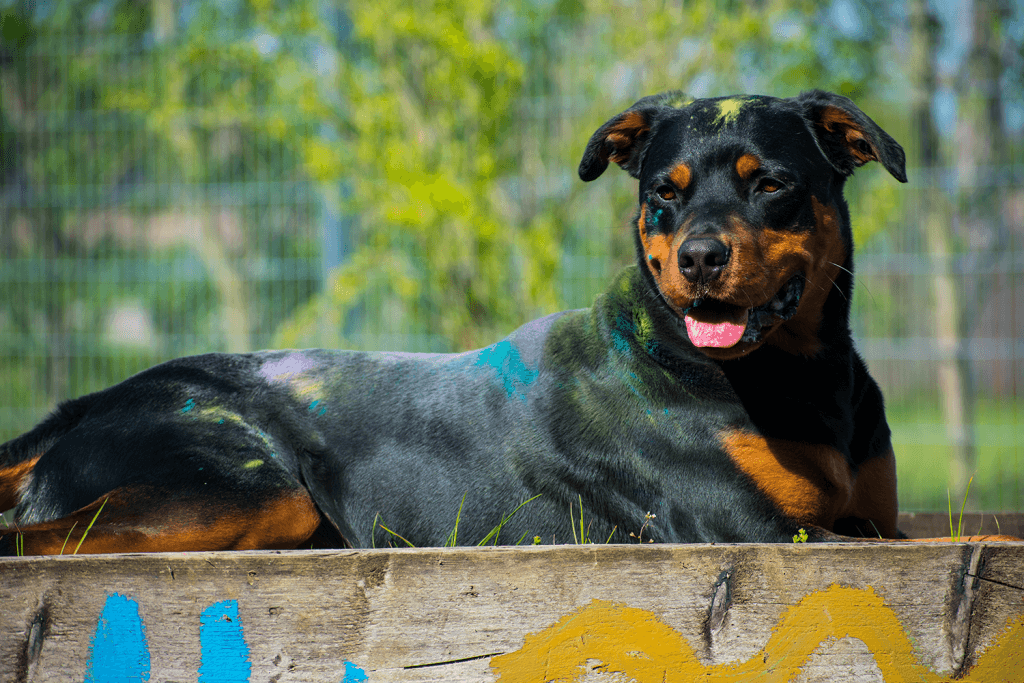 Samson - Rottweiler - Bild 14