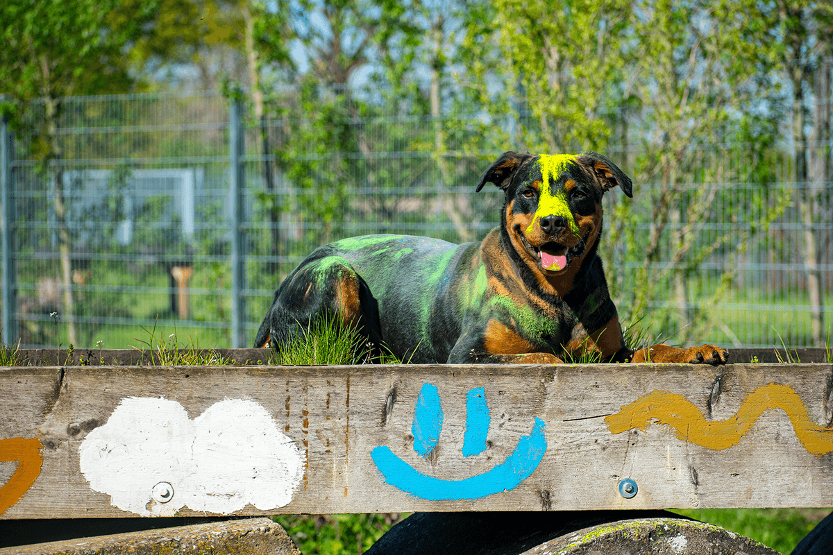 Samson - Rottweiler - Bild 7