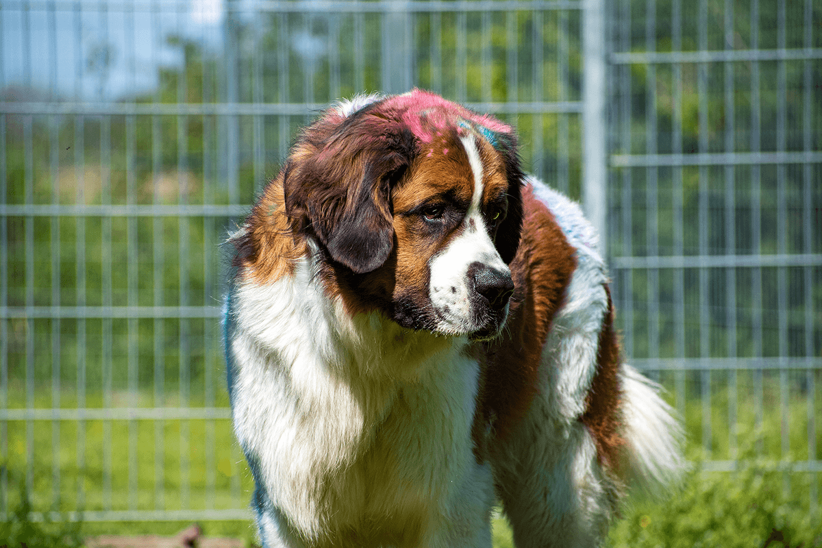 Max -  - Bild 1