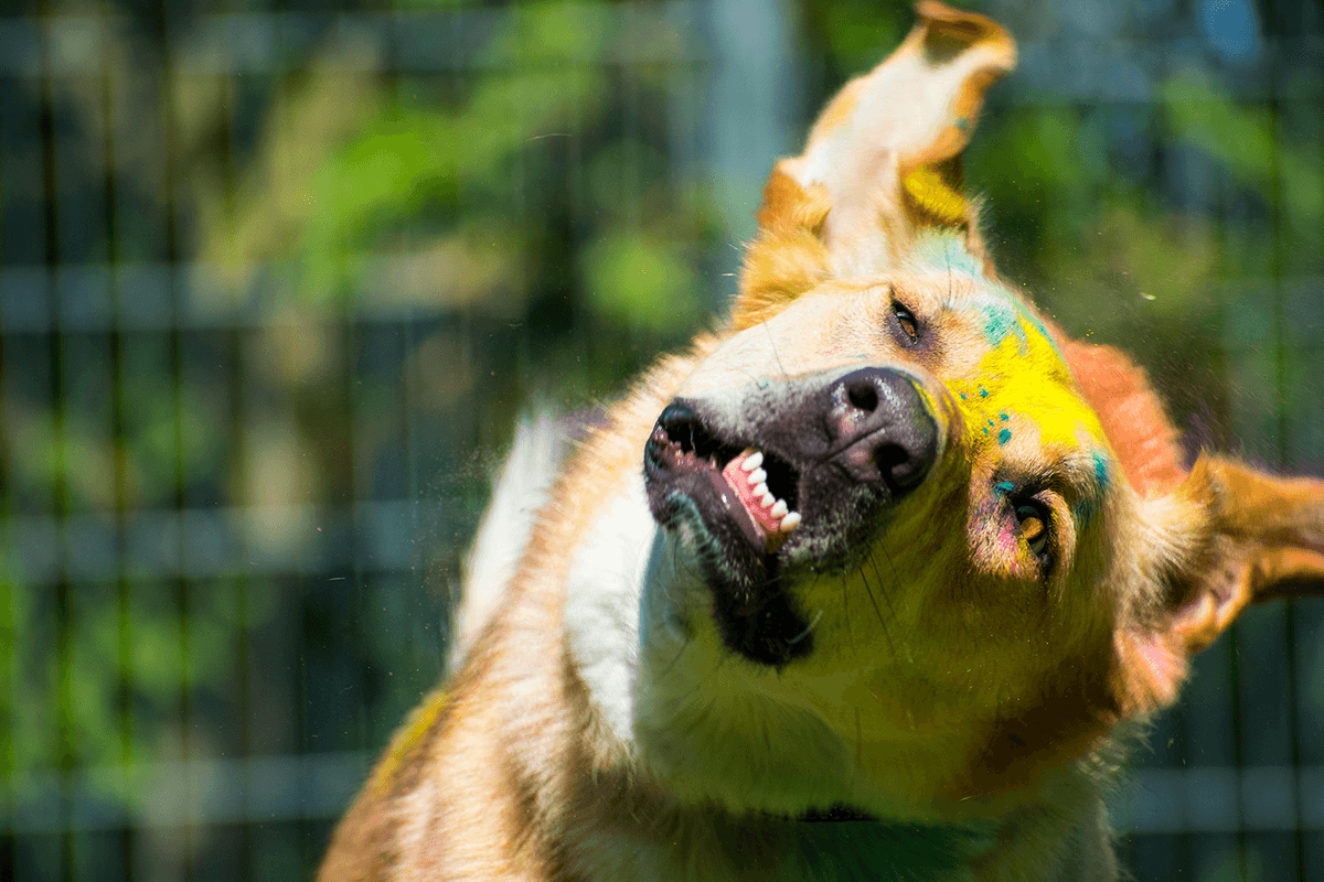 Asaria - Deutscher Schäferhund, Kangal-Hirtenhund - Bild 1