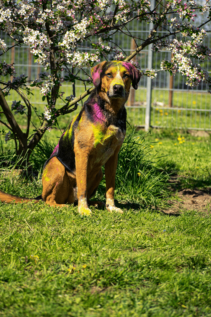 Henry -  - Bild 2