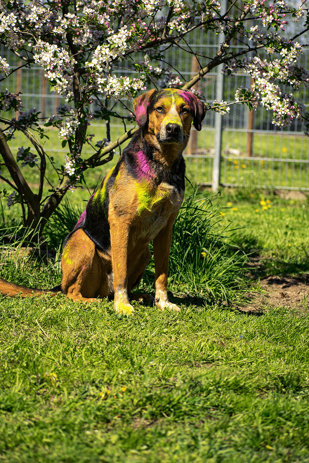 Henry -  - Bild 1