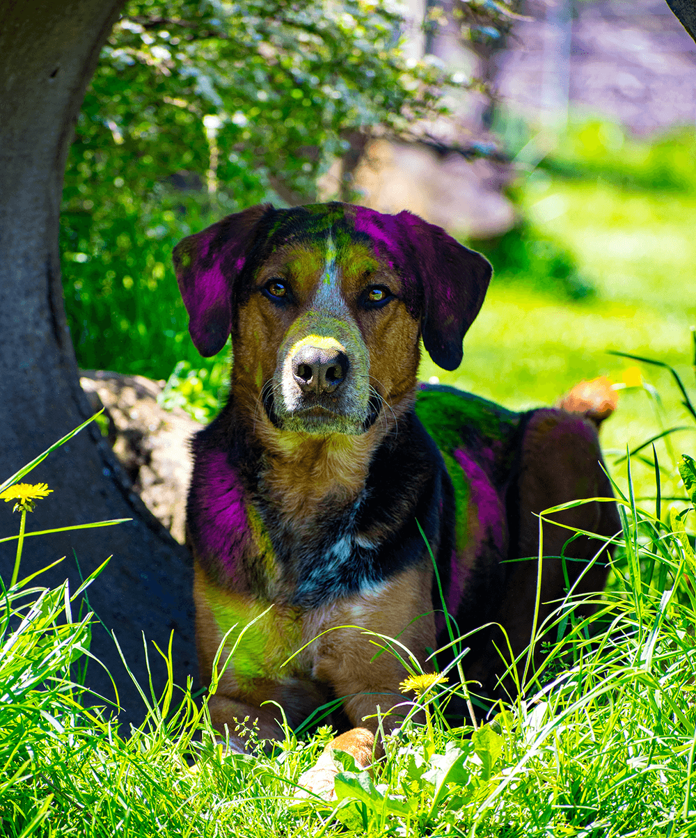 Henry -  - Bild 5