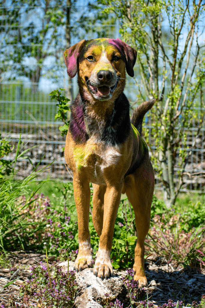 Henry -  - Bild 4