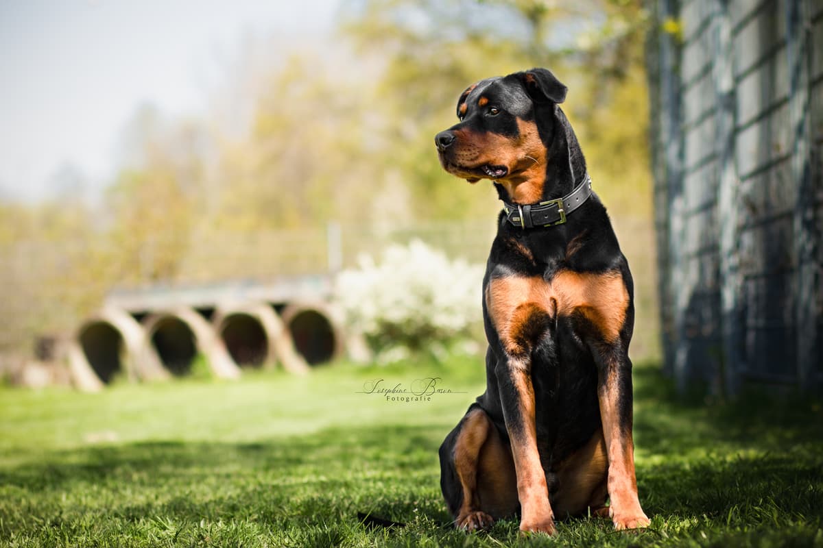 Samson - Rottweiler - Bild 3