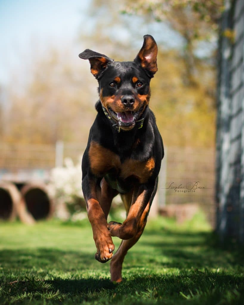 Samson - Rottweiler - Bild 2