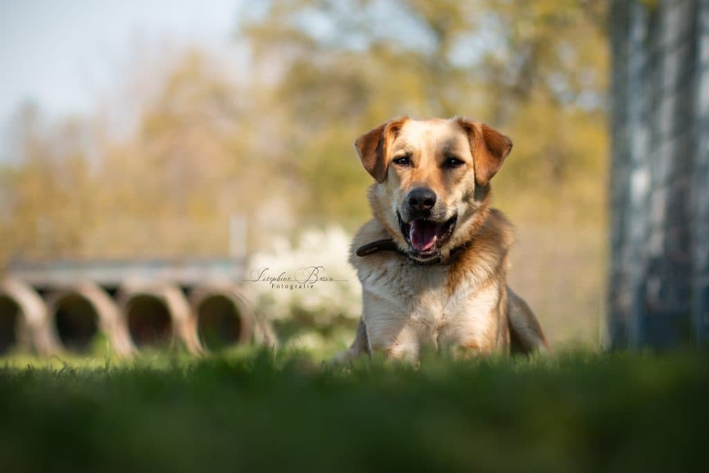 Asaria - Deutscher Schäferhund, Kangal-Hirtenhund - Bild 10