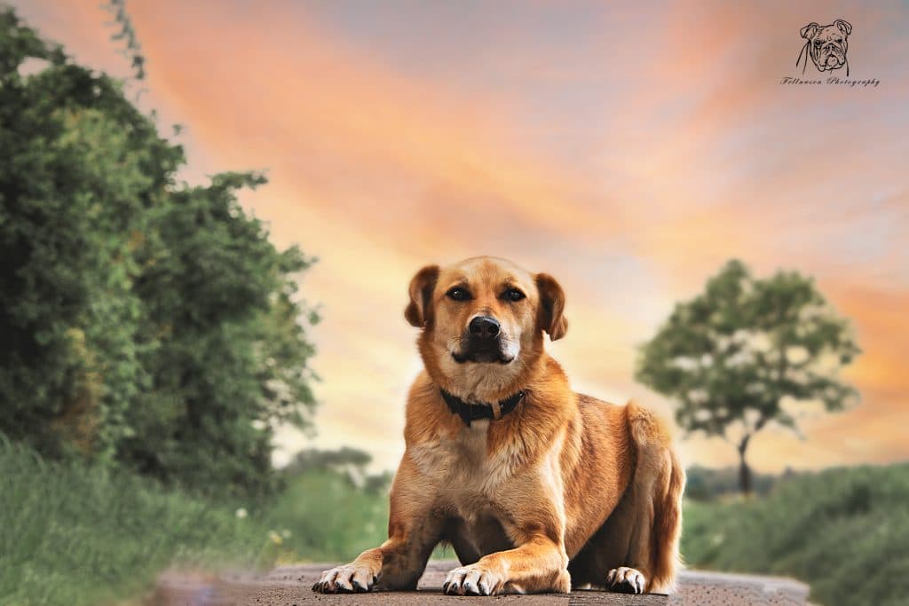 Asaria - Deutscher Schäferhund, Kangal-Hirtenhund - Bild 6