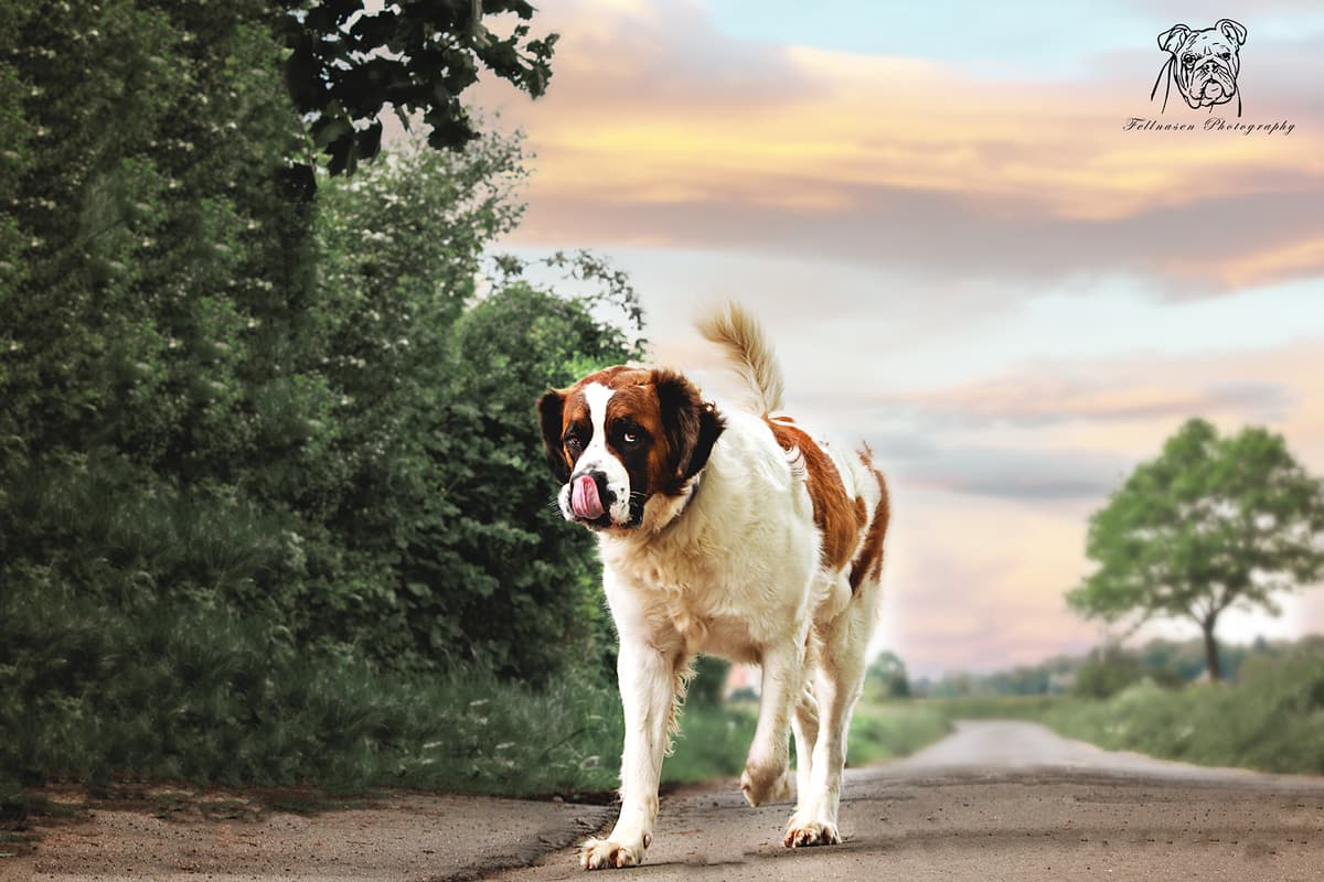 Max -  - Bild 15