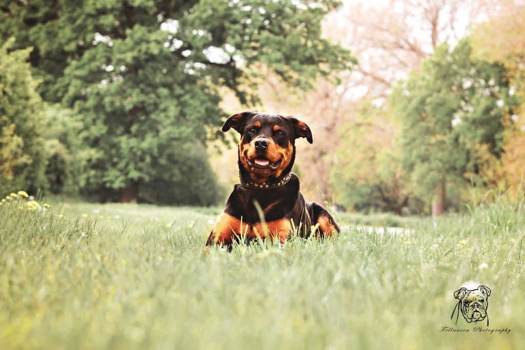 Samson - Rottweiler - Bild 12
