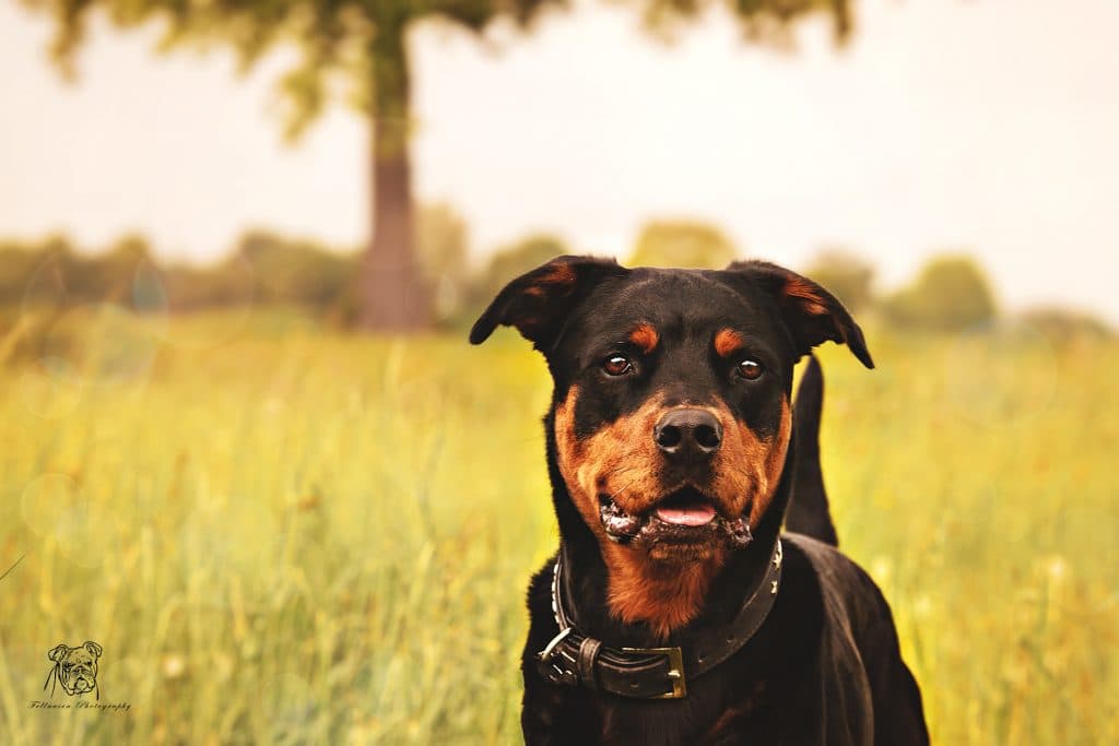 Samson - Rottweiler - Bild 6