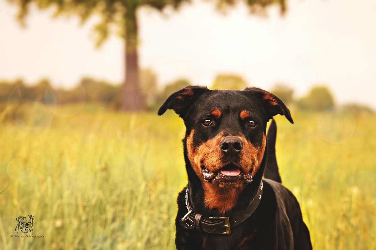 Samson - Rottweiler - Bild 5