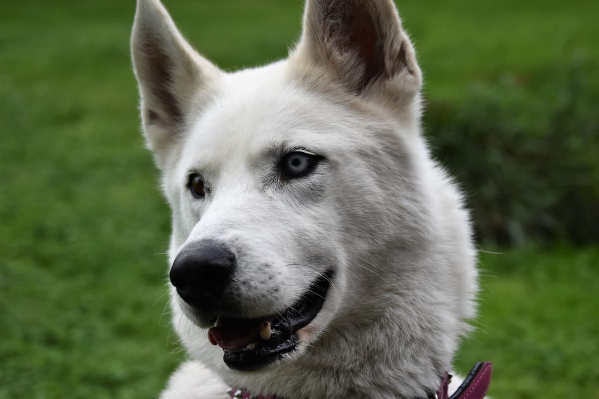 Shadow - Siberian Husky - Bild 1