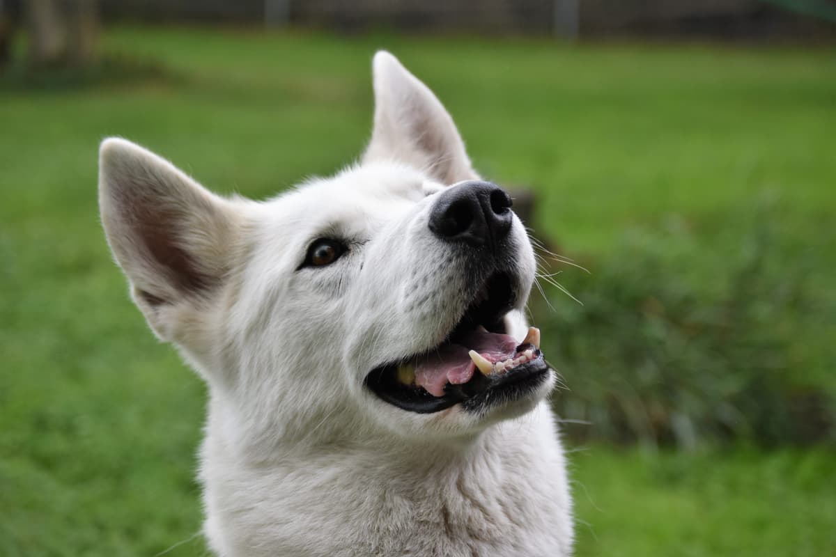 Shadow - Siberian Husky - Bild 3