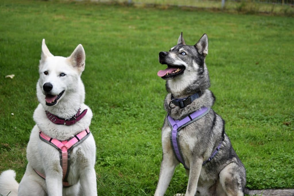 Shadow - Siberian Husky - Bild 8