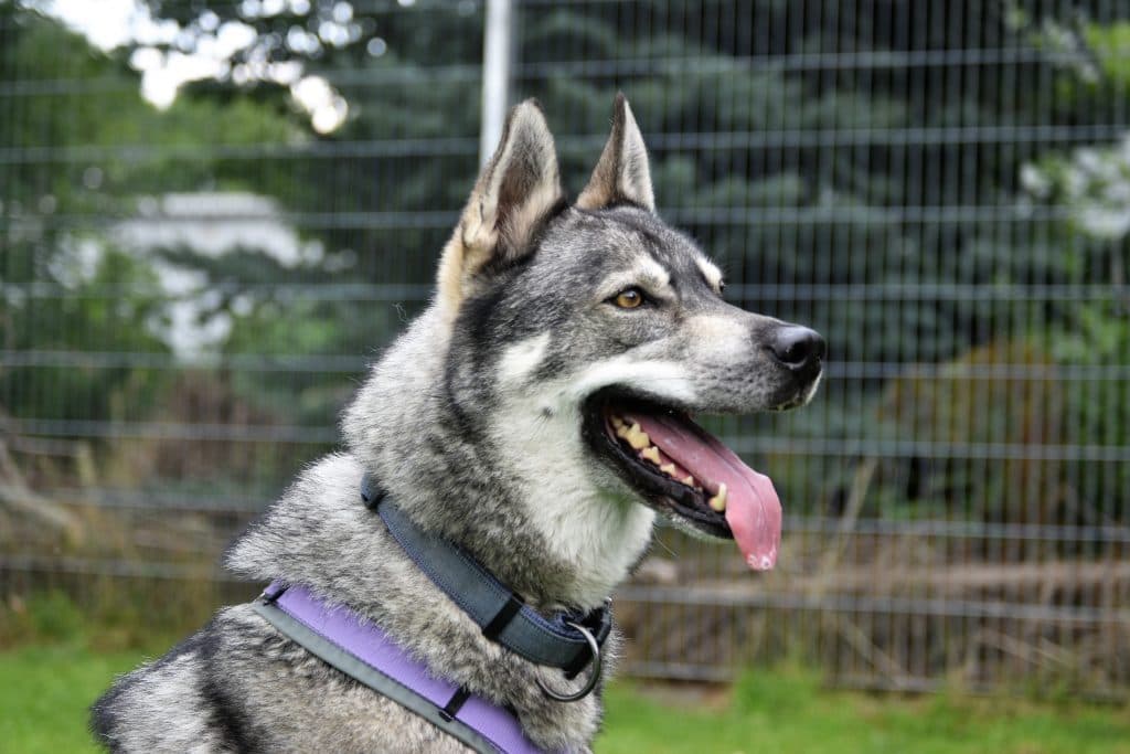 Shadow - Siberian Husky - Bild 10
